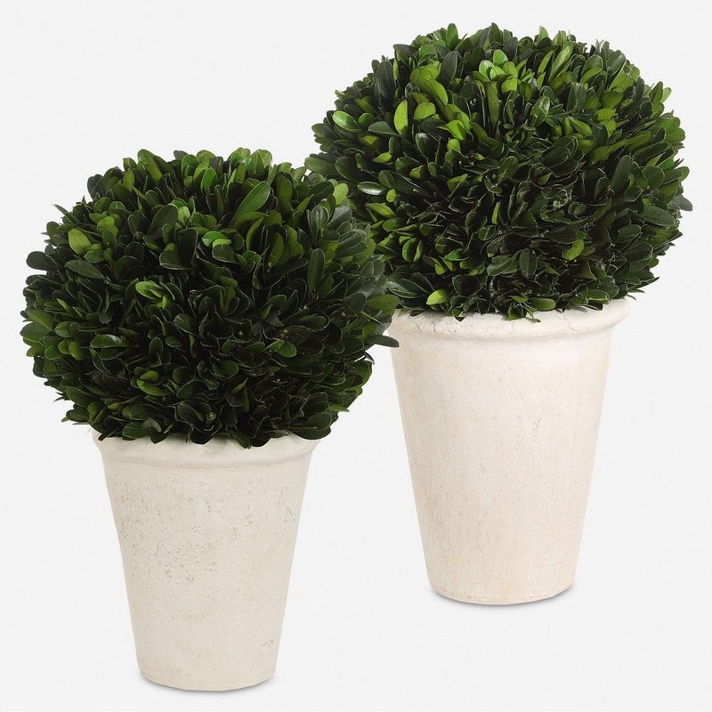 Preserved Small Boxwood Trees-Greenery
