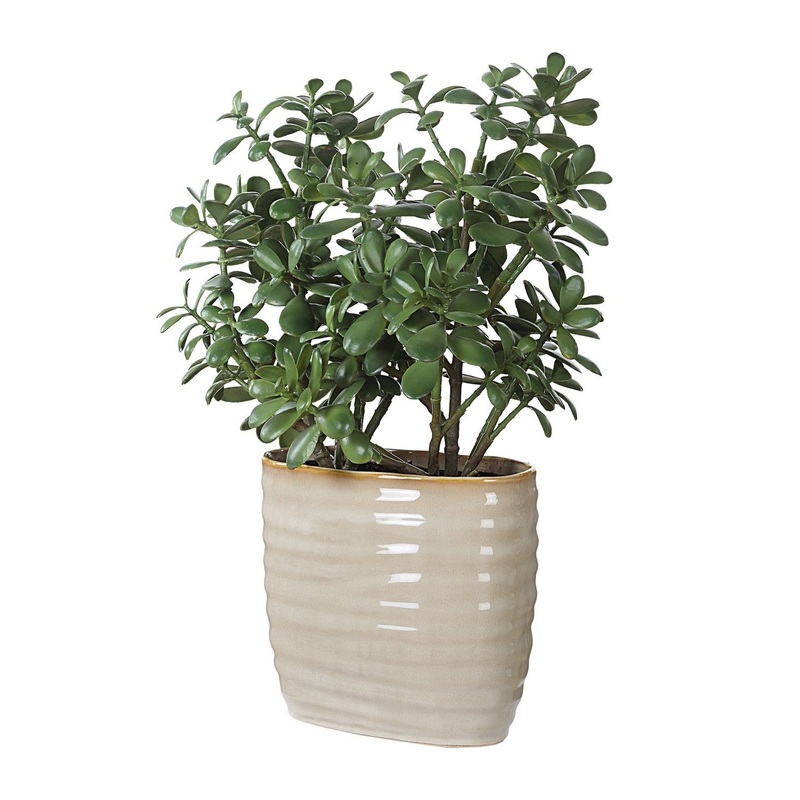 Crassula Jade Centerpiece