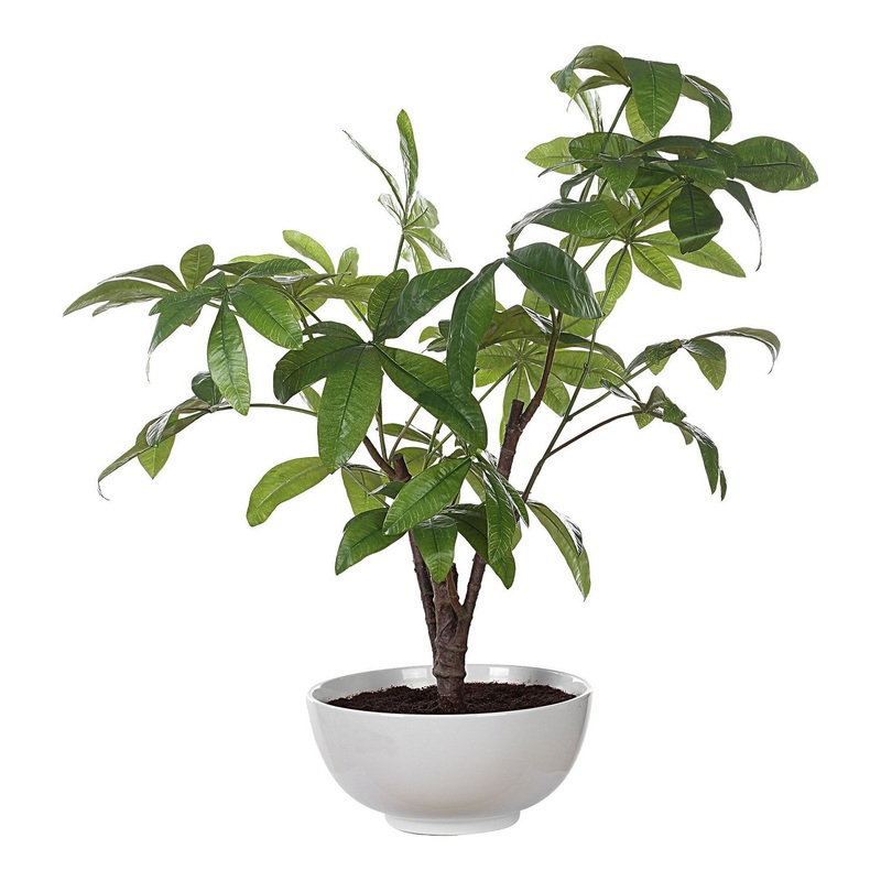 Pachira Money Botanicals